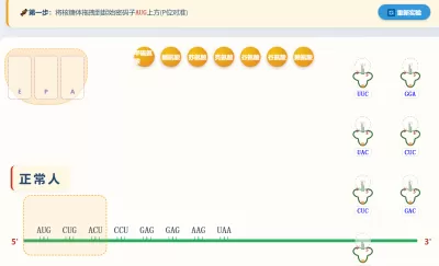遗传信息的翻译