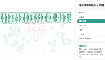 叶片横切结构示意图