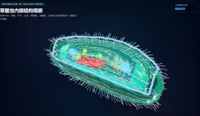 单细胞生物草履虫3D模型