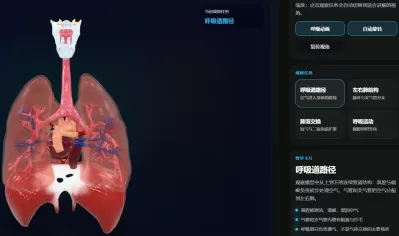 呼吸系统与气体交换