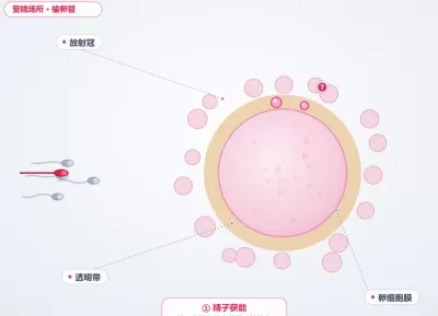 胚胎工程