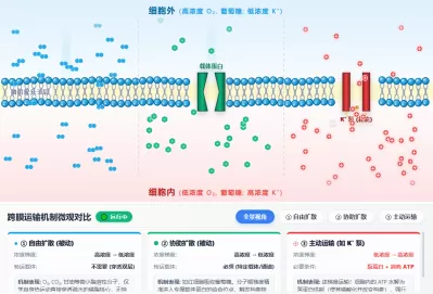 物质跨膜运输微观对比