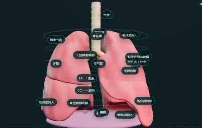 呼吸系统与肺泡气体交换
